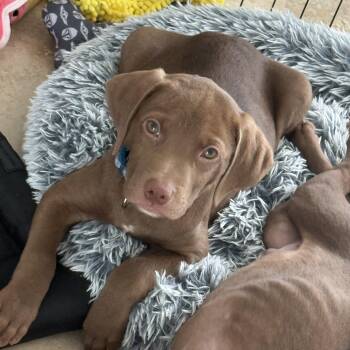 Binder -  Chocolate Labrador Retriever Dog for Adoption in Lutz, Florida - Binder | PetCurious