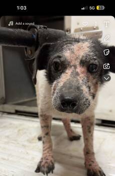 Rescue Mixed Breed Dogs for Adoption in Hot Springs, Arkansas - M9 | PetCurious