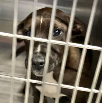 Foona -  Mixed Breed Dog for Adoption in Parma, Ohio - Foona | PetCurious