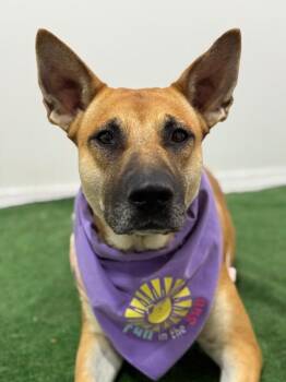 German Shepherd Dog and Mixed Breed Dogs Available for Adoption - Christy | PetCurious