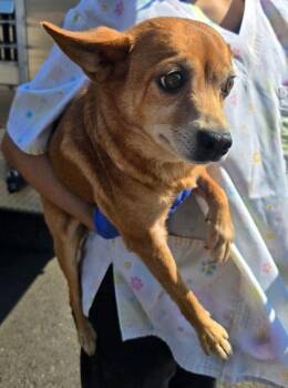 Jean Grey -  Chihuahua and Mixed Breed Dog for Adoption in Eugene, Oregon - Jean Grey | PetCurious