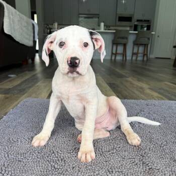 American Staffordshire Terrier and Labrador Retriever Dogs Available for Adoption in Alvin, Texas - Chunky Pig | PetCurious