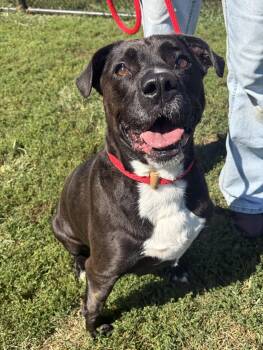 Coraline -  Pit Bull Terrier Dog for Adoption in Winchester, Virginia - Coraline | PetCurious