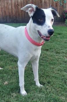 Rescue Dalmatian and Catahoula Leopard Dog Dogs for Adoption in Dallas, Texas - WHITNEY | PetCurious