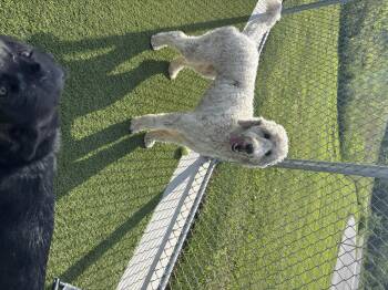 Dolly -  Poodle Dog Available for Adoption in Liberty, Missouri - Dolly | PetCurious