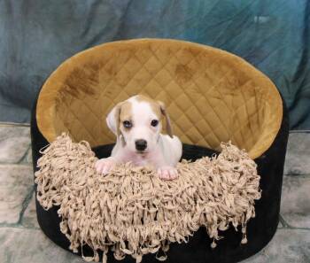 Thunder -  Mixed Breed Dog for Adoption in Plain City, Ohio - Thunder | PetCurious
