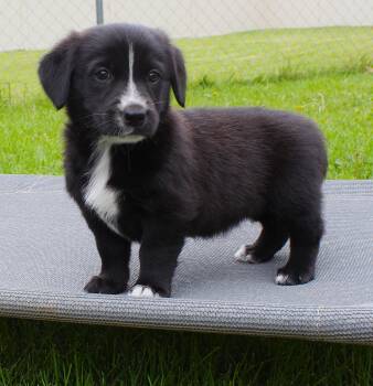 Celia -  Pembroke Welsh Corgi and Border Collie Dog for Adoption in Lisbon, Iowa - Celia | PetCurious