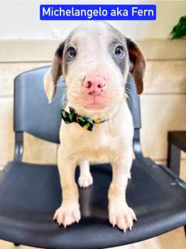 ML Michelangelo aka Fern -  Hound and Mixed Breed Dog for Adoption in Warrenton, Missouri - ML Michelangelo Aka Fern | PetCurious