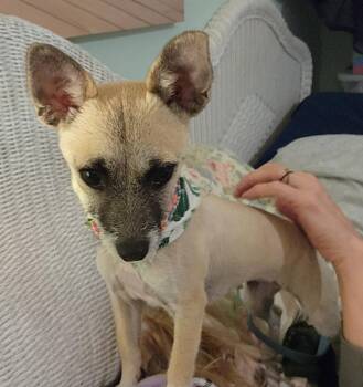 Chihuahua Dogs Available for Adoption - Lola | PetCurious