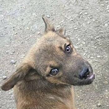 Fonzie (20260920-02) -  Labrador Retriever Dog for Adoption in Niagara Falls, Ontario - Fonzie (20260920-02) | PetCurious