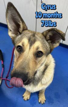 German Shepherd Dog Dogs Available for Adoption in Holbrook, New York - CYRUS | PetCurious