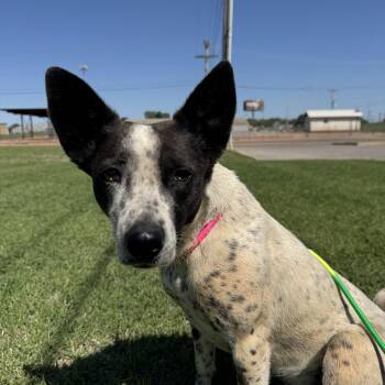 Australian Cattle Dog Blue Heeler Dogs Available for Adoption in Chickasha, Oklahoma - October  | PetCurious