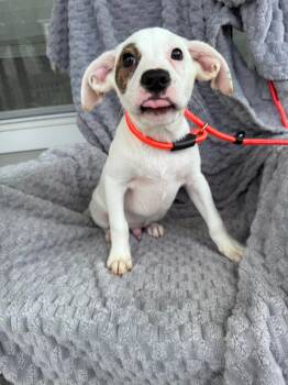 Jesse -  Hound Dog for Adoption in Wando, South Carolina - Jesse | PetCurious