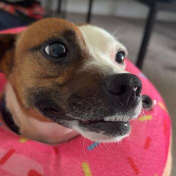 Jack Russell Terrier and Mixed Breed Dogs Available for Adoption in Raleigh, North Carolina - Kevin | PetCurious