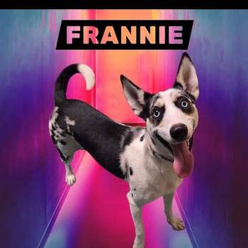 Frannie -  Australian Cattle Dog Blue Heeler and Border Collie Dog for Adoption in York, Nebraska - Frannie | PetCurious