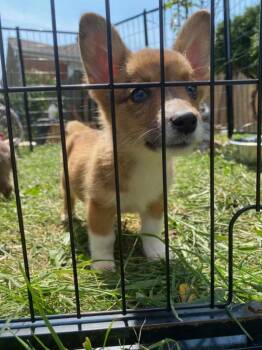 Quinn -  Corgi Dog for Adoption in Northlake, Illinois - Quinn | PetCurious