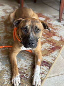 Rescue Terrier and Boxer Dogs for Adoption in Holly Springs, North Carolina - Randall | PetCurious