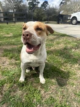 Pit Bull Terrier and American Staffordshire Terrier Dogs Available for Adoption - Buddy (HAPPY, Super Affectionate, Gentle, Goofy, Crate Trained,  | PetCurious