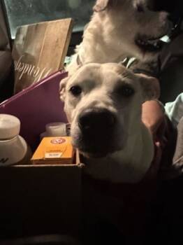 Rescue Mixed Breed Dogs for Adoption in Chamblee, Georgia - 59822190 | PetCurious