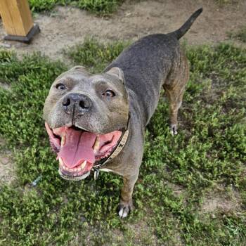 Rigatoni -  Pit Bull Terrier Dog for Adoption in Concord, New Hampshire - Rigatoni | PetCurious