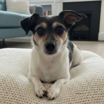 Terrier and Mixed Breed Dogs Available for Adoption - Nellie | PetCurious