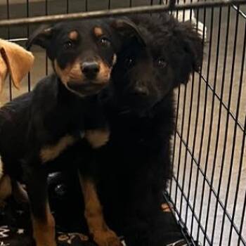 Golden Retriever and Shepherd Dogs Available for Adoption - Leo | PetCurious