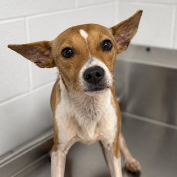 Ernest -  Mixed Breed Dog for Adoption in Sarasota, Florida - Ernest | PetCurious