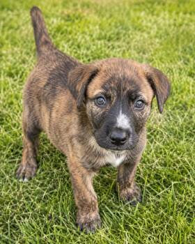 Spuce -  Shepherd Dog for Adoption in Houston, Texas - Spuce | PetCurious