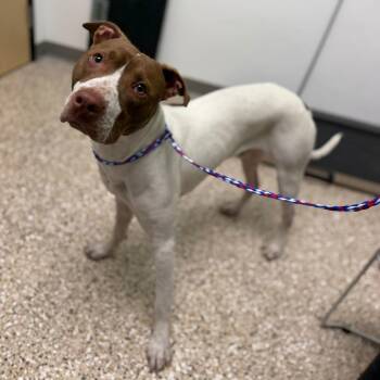 Milky Way -  Pit Bull Terrier and Mixed Breed Dog for Adoption in Bullhead City, Arizona - Milky Way | PetCurious