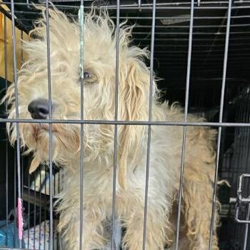 Rescue Schnauzer Dogs for Adoption in Calverton, New York - Angel | PetCurious