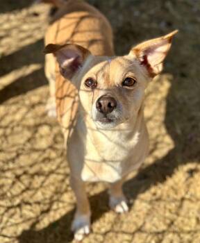 Chihuahua and Terrier Dogs Available for Adoption - Little Daisy | PetCurious