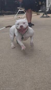 Miss Piggles -  Mixed Breed Dog for Adoption in Taycheedah, Wisconsin - Miss Piggles | PetCurious