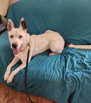 Rescue German Shepherd Dog Dogs for Adoption in Dallas, Texas - Izzy III (New Digs) | PetCurious