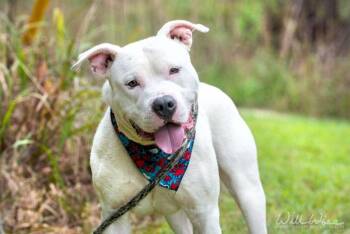 Elvis -  Pit Bull Terrier Dog for Adoption in Monroe, Georgia - Elvis | PetCurious