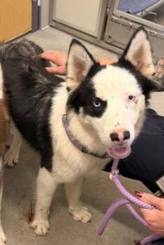 Kody -  Border Collie and Siberian Husky Dog for Adoption in Cleveland, Ohio - Kody | PetCurious