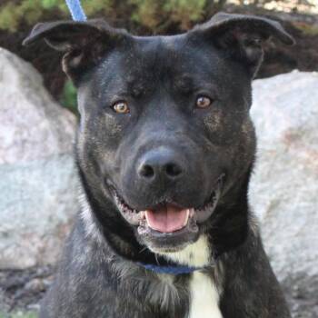 Labrador Retriever and Mastiff Dogs Available for Adoption in Eaton, Ohio - Argon | PetCurious