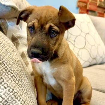 Lysol -  Mixed Breed Dog for Adoption in Park City, Utah - Lysol | PetCurious