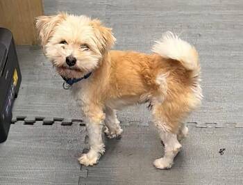 Leo - At shelter available 11/6 -  Bichon Frise Dog for Adoption in Rustburg, Virginia - Leo - At Shelter Available 11/6 | PetCurious