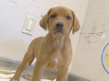 MOOSE -  Australian Cattle Dog Blue Heeler and German Shepherd Dog Dog for Adoption in Sacramento, California - MOOSE | PetCurious