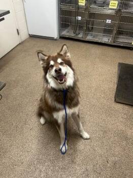 Dutch -  Alaskan Malamute Dog for Adoption in Fruit Heights, Utah - Dutch | PetCurious