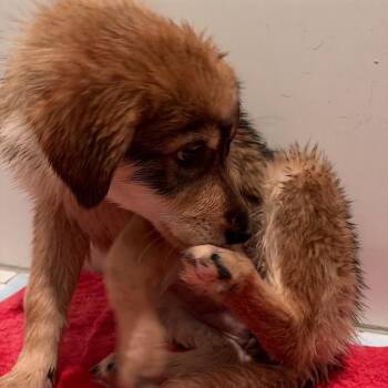 Mixed Breed Dogs Available for Adoption - Setti | PetCurious