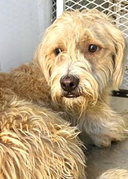 Bourbon - URGENT -  Lhasa Apso and Border Terrier Dog for Adoption in Thousand Oaks, California - Bourbon - URGENT | PetCurious