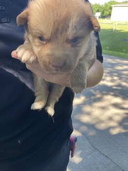 Mixed Breed Dogs Available for Adoption in Dallas, Texas - JADE | PetCurious