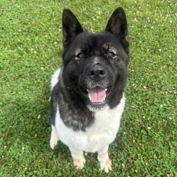Naomi -  Akita Dog for Adoption in Myerstown, Pennsylvania - Naomi | PetCurious