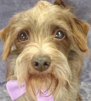 Rescue Schnauzer Dogs for Adoption in Lodi, California - Rusty | PetCurious
