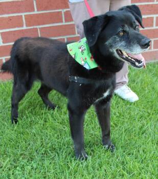 Smokey -  Black Labrador Retriever Dog for Adoption in Burgaw, North Carolina - Smokey | PetCurious
