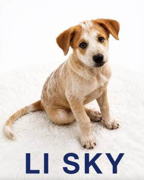 Li Sky -  Australian Cattle Dog Blue Heeler Dog for Adoption in Lucas, Texas - Li Sky | PetCurious