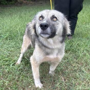 Jolly Rancher -  Shepherd and Husky Dog for Adoption in Clanton, Alabama - Jolly Rancher | PetCurious