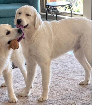 Boo Boy -  Great Pyrenees and Golden Retriever Dog for Adoption in Dallas, Texas - Boo Boy | PetCurious