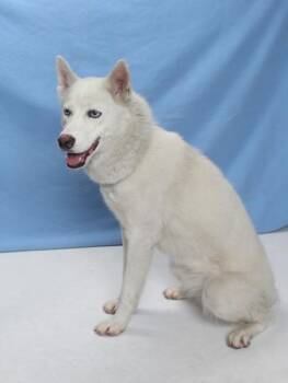CELINE DION -  Husky Dog for Adoption in Burbank, California - CELINE DION | PetCurious
